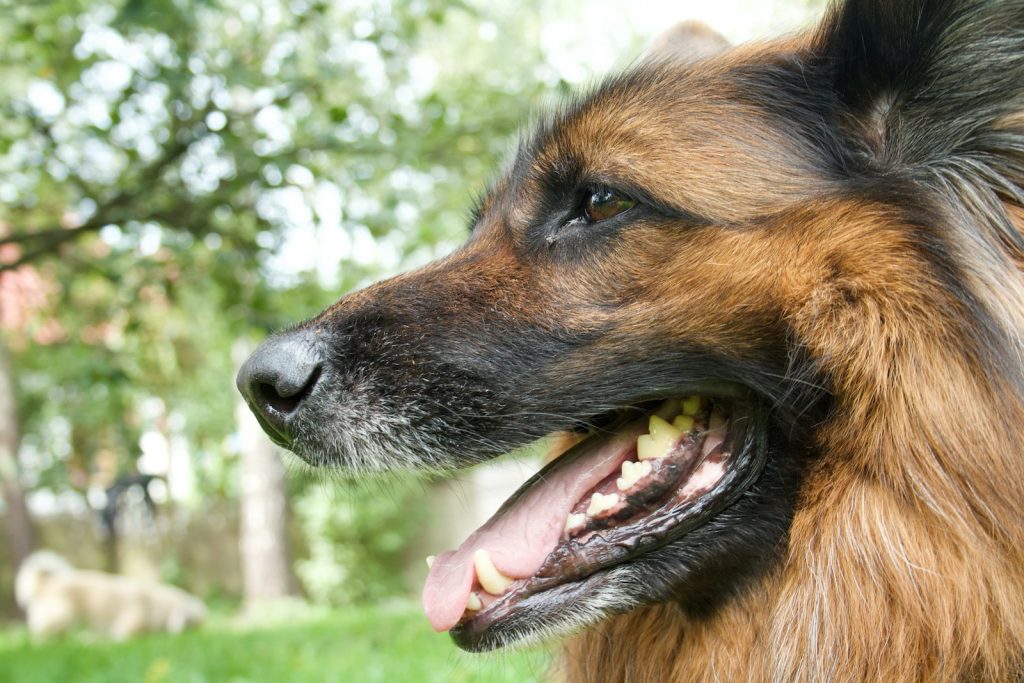 a dog with its mouth open