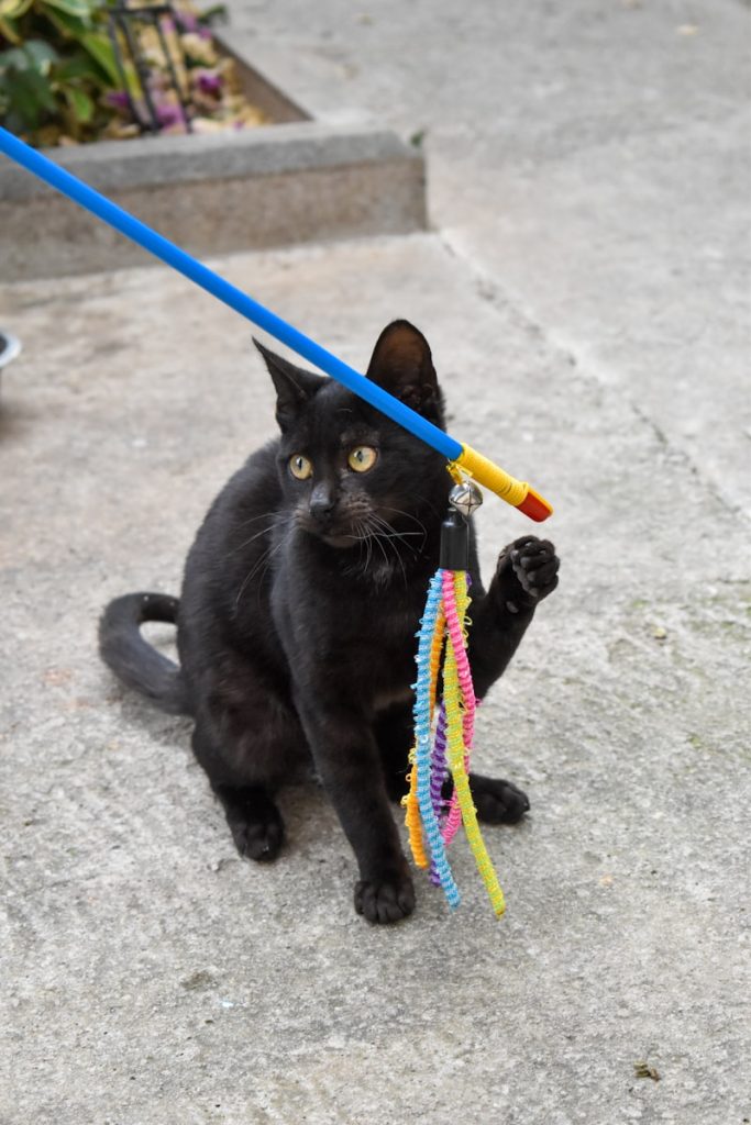 a cat with a toy