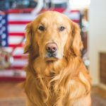 selective focus photography of golden Labrador retriever